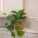 Haus Unterm Mammutbaum - Elberadweg アパート マクデブルク